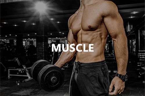Muscle – Natural Foundation Supplements